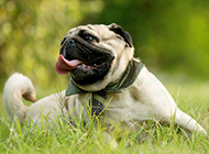 A collection of pictures of playful and noisy pug dogs
