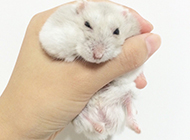 Light gray milk tea hamster picture gallery