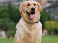 Pictures of pet dogs golden retrievers