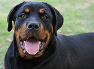 Pictures of German Rottweiler dogs with pious eyes