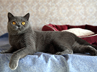 Cute picture of blue British shorthair cat with dull expression