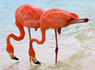 Pink flamingo pictures on the seaside