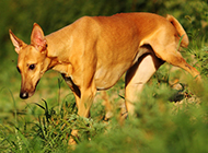 Pictures of purebred Pharaoh hounds foraging in the wild