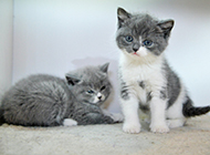 Pictures of cute blue and white British shorthair cubs