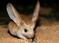 Long-eared jerboa looks cute and charming pictures