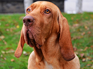 Pictures of purebred bloodhounds being honest and obedient