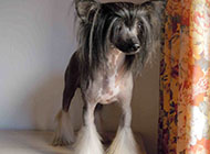 Small and cute pictures of Chinese Crested Dogs