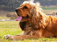 Charming and handsome cocker spaniel pictures