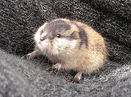 Pictures of small and docile arctic lemmings
