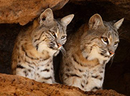 A collection of pictures of animals in Yunnan: cloud cats living in caves