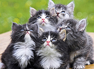 A collection of super cute pictures of Norwegian Forest Cat kittens