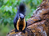 Pictures of clever and naughty Hainan giant squirrels