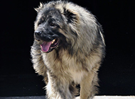 Pictures of burly and strong short-haired Caucasian dogs
