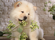 Super cute Chow Chow puppy pictures