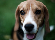 Pictures of smart and cute beagles