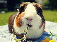 A collection of pictures of guinea pigs basking in the sun in the park