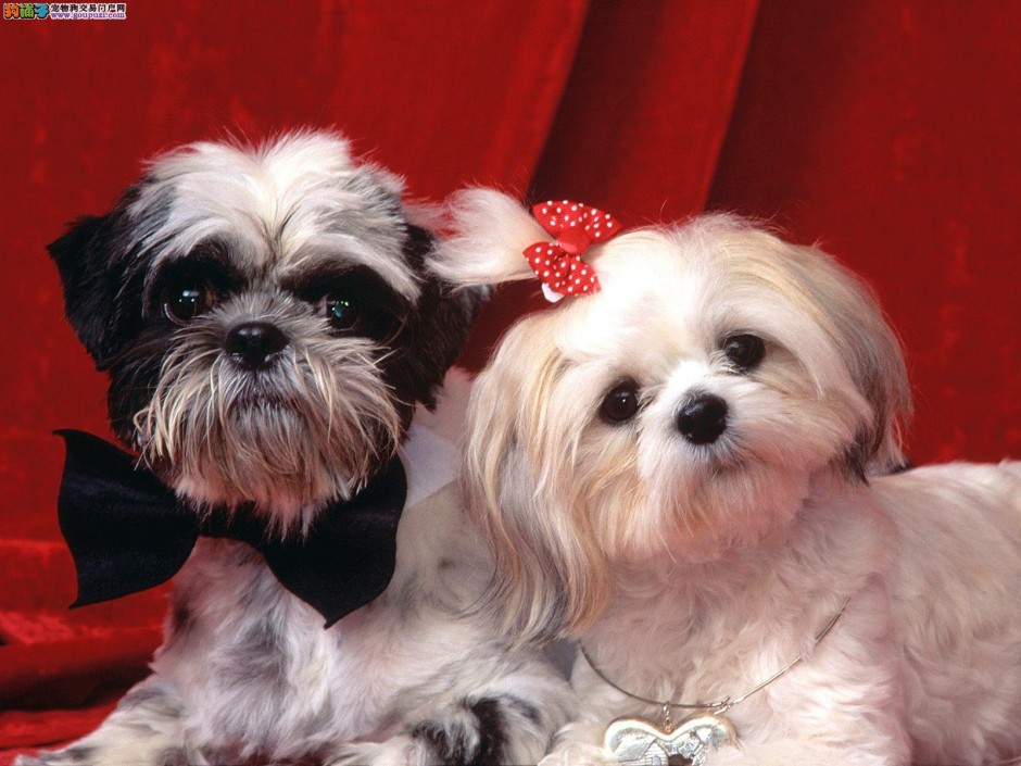 Shih Tzu Cute Pictures Wallpaper