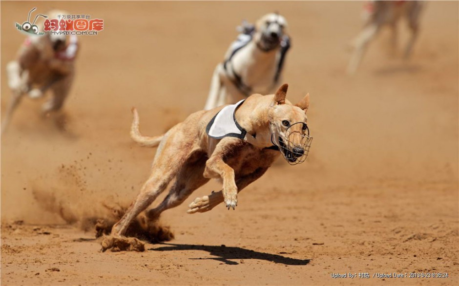 Pictures of handsome greyhound running on the battlefield