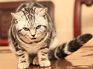 Gradient silver tabby cat picture wallpaper collection