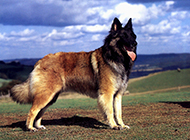 German wolfdog handsome outdoor photo pictures