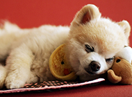 A collection of pictures of Shunsuke dogs sleeping