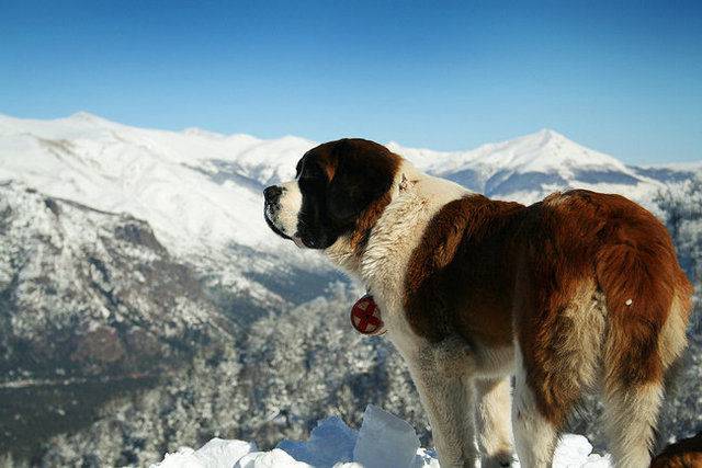 Pictures of gentle and tolerant Saint Bernard dogs