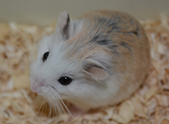The cutest pet hamster pictures