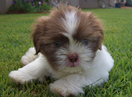 Pictures of Lhasa Apso puppies looking fluffy and cute