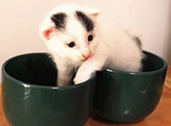 A collection of pictures of two-month-old teacup cats