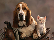Photos of a gentle and quiet Basset Dog
