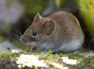 Picture gallery of small rodents and voles