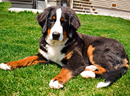 Short-haired Bernese Mountain Dog loyal to duty pictures