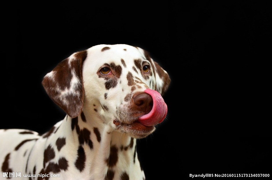 Dalmatian dog smart and funny pictures