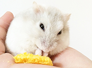A complete picture of milk tea hamster eating