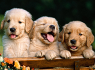 Cute and cute pictures of two-month-old golden retriever dog