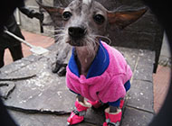 Chinese crested dog small appearance picture