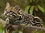 Pictures of wild leopard cats with black spots
