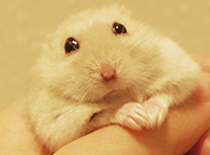 Picture of white pudding hamster in hand