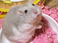 Cute picture of hamster with pudding milk tea