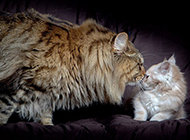 Sweet and loving pictures of American Maine Coon cats