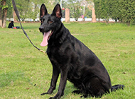 Handsome and charming Belgian Shepherd Dog pictures