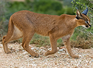 Picture of brown caracal walking confidently and gracefully