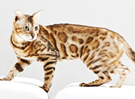 Chinese leopard cat HD wallpaper picture collection