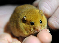 Delicate and compact dormouse pictures