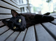 Lazy and cute Bombay cat pictures