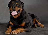 Pictures of American Rottweiler dogs that are well-behaved and obedient