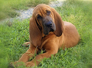 Funny pictures of bloodhound tilting its head