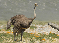 African ostrich tall picture
