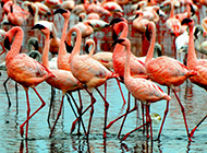 Flamingos living in shallow water pictures wallpaper