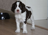 Springer Spaniel cute appearance pictures